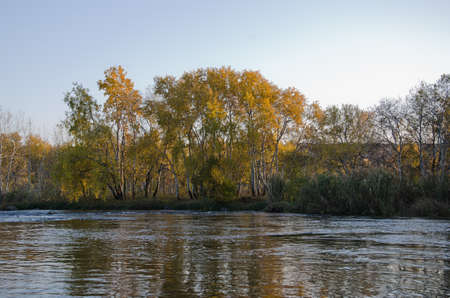 Sunset on river bank in the autumn sun beams through birch wood, canesの写真素材