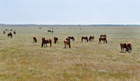 Large herd of horses stretching back into the distance grazing on a prairie or open grasslandの写真素材