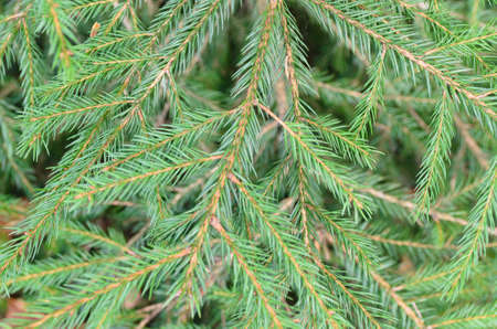 Background botanical texture of fresh evergreen needles on a spruce tree growing in nature
