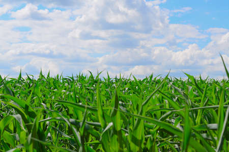 Fresh green spring grass under a blue cloudy sky, low angle botanical background with nobody in the frame and a horizonの写真素材