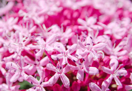 Close up with shallow dof of a fresh pretty pink flower inflorescence showing the pistils and...