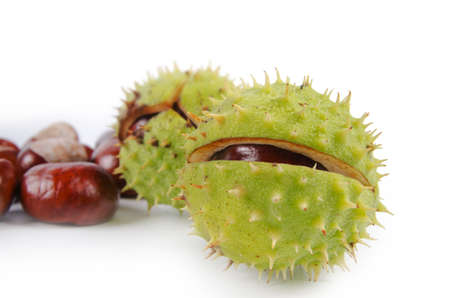 Fresh sweet chestnuts from the Castanea tree harvested during autumn with their prickly outer husk...