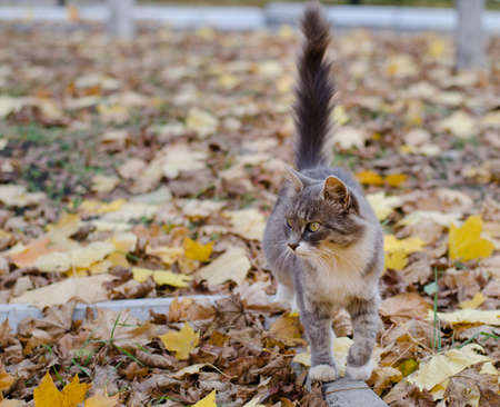 Little cat walk into park autenumの写真素材