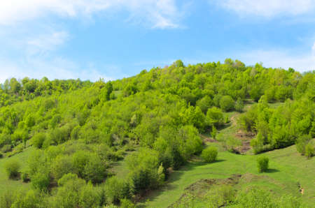 Lush green hillside forested with small trees and dense vegetation and shrubs under a sunny blue sky with wispy clouds for a scenic landscape backgroundの写真素材