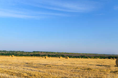 Agricultural field of new baled hay in circular hay bales waiting to be collected and taken in for storage for winter feed for livestockの写真素材