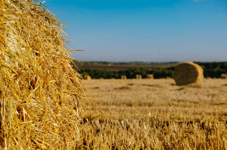 Round hay bales in a newly mowed agricultural field under a clear blue sunny sky, close up on one bale in the foregroundの写真素材