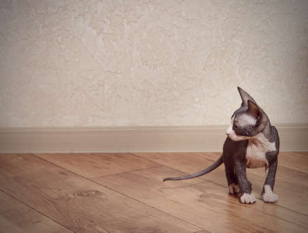 Close up Little Gray Sphynx Cat on Wooden Floor at Home, Emphasizing Copy Space.