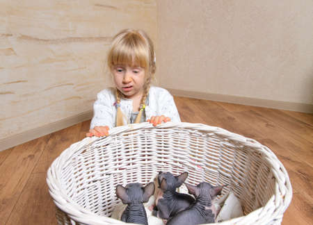 Close up Sad Blond Little Girl Behind a Basket of Sphynx Kittens Inside the House.の写真素材