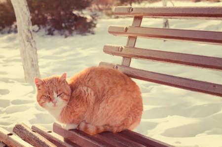 Ginger cat outdoors in winter sitting on a wooden garden bench clear of the snow enjoying the sunshineの写真素材