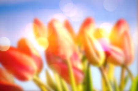 Blurred Close Up of Red, Orange and Yellow Tulips, Brightly Colored Tulips in Bloom with Blue Backgroundの写真素材