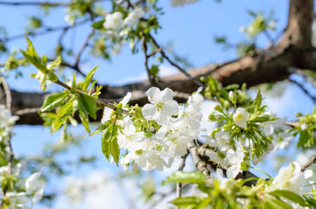 Nature Detail of White Blossoms in Bloom on Tree Branches Against Blue Sky in Spring Time