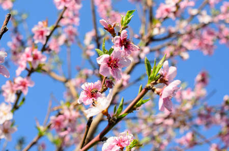 Detail of Delicate Pink Cherry Blossoms in Bloom on Tree Branch Against Blue Sky in Spring Time