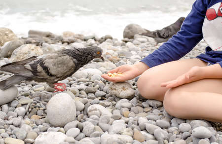 Animal Lover Young Kid Sits on the Stones While Feeding Dove Bird Using Bare Handの写真素材