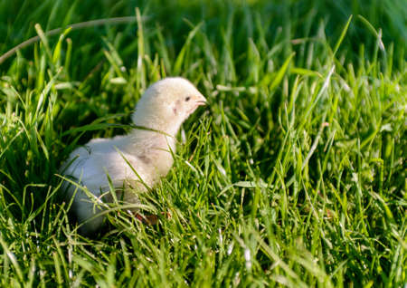 Close up a Little Chick at the Green Grasses.の写真素材