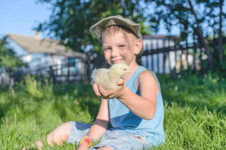 Young Smiling Boy Sitting Outdoors in Long Grass Holding Small Fuzzy Yellow Chick Toward Camera on Quaint Rural Farm in Bright Summer Sunlightの写真素材