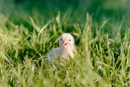 Close Up Side View of Young Fluffy Yellow Chick with Open Beak Outdoors in Long Green Grassの写真素材
