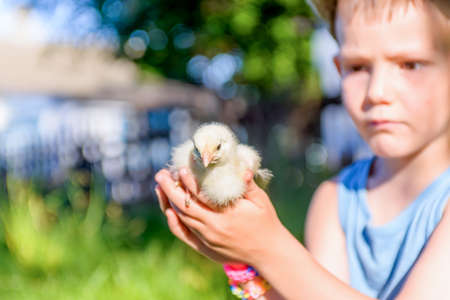 Young Boy Sitting Outdoors in Long Grass Holding Small Fuzzy Yellow Chick on Rural Farm in Bright Summer Sunlightの写真素材