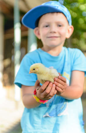 Smiling little boy holding a cute fluffy young chick cupped in his hands held extended towards the camera, focus to the birdの写真素材