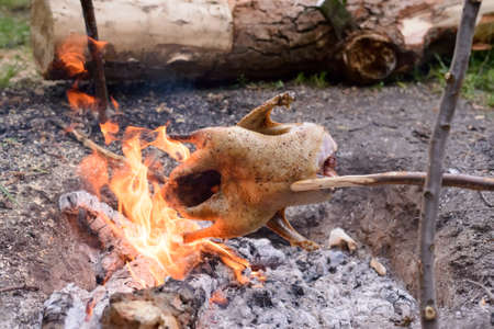Chicken Roasting on Make Shift Stick Rotisserie Over Open Camp Fire in Wilderness Settingの写真素材