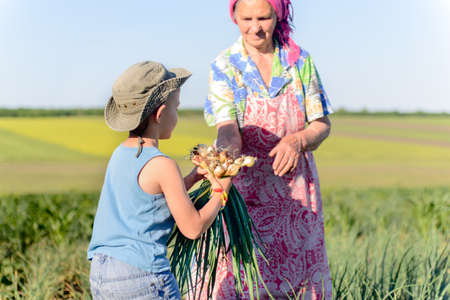 Young boy picking onions outdoors in an agricultural field with his grandmother taking the bunch of fresh vegetables from her handsの写真素材