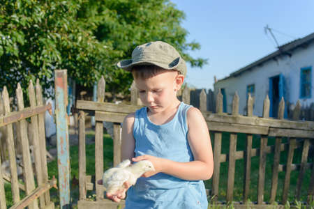 Cute White Young Boy Holding His Little Chick While at the Grassy Garden and Ready to Play.の写真素材