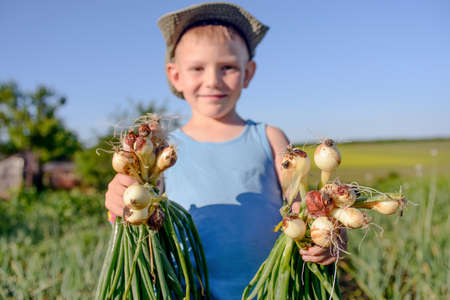 Proud little boy holding bunches of fresh onions that he has just harvested from an agricultural field on a farmの写真素材