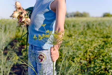 Close Up of Unrecognizable Young Boy Holding Bunch of Fresh Onions, Picking Plant in Green Farm Fieldの写真素材