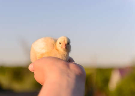 Close up Bare Human Hand Holding Small Cute Yellow Furry Chick up High.