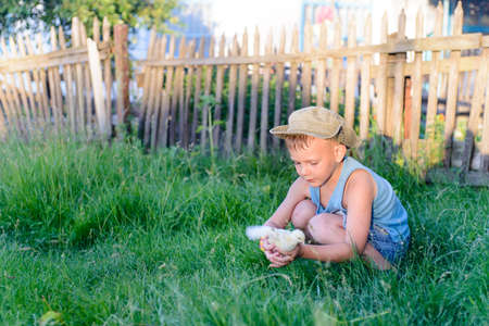 Little boy playing with a fluffy yellow baby chick at the farm crouching down in the green grass to feed itの写真素材