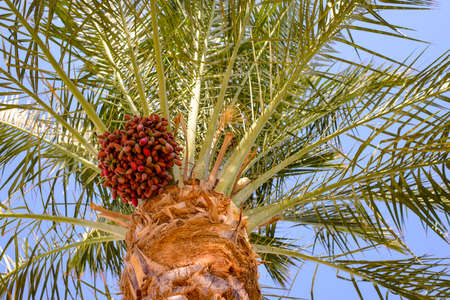 View from below of a bunch of ripening dates hanging below the fronds on a date palm conceptual of a...