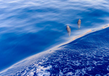 Pod of dolphins swimming in the sea viewed high angle from a boat as they swim by in the cal, blue water, with copyspaceの写真素材