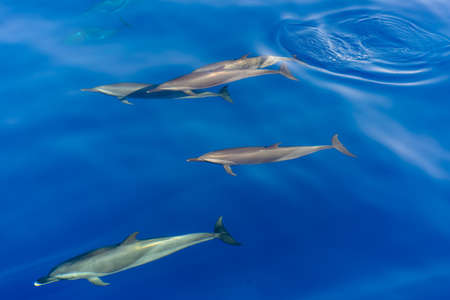 Pod of dolphins swimming in the sea viewed high angle from a boat as they swim by in the cal, blue water, with copyspaceの写真素材