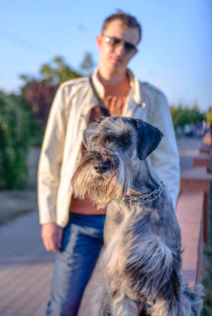 Close Up of Gray Schnauzer Dog Alert and Looking into the Distance with Male Owner Standing in Background - Man Taking Dog for Walk at Sunsetの写真素材