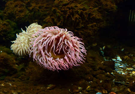 Closeup up a colorful sea anemone