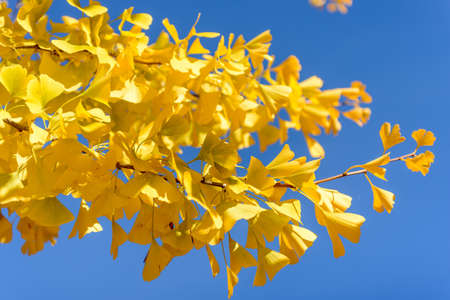 A tree with bright yellow leaves against the blue sky in autumn season