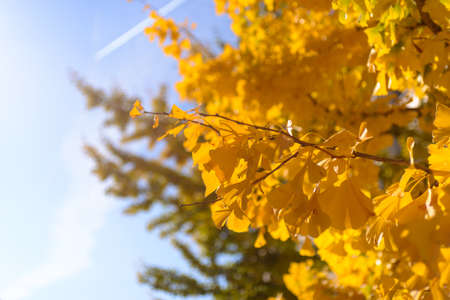 A tree with bright yellow leaves against the blue sky in autumn seasonのeditorial素材