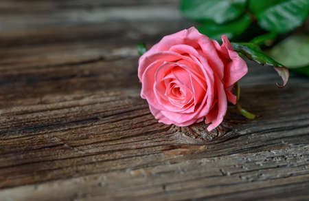 Single fresh pink rose symbolic of love and romance on a rustic wooden table for a sweetheart on Valentines Day, Mothers Day or anniversary, with copy spaceの写真素材