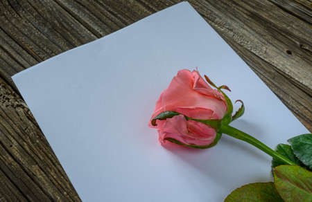 Pink rose in corner over blank white sheet of paper on wood tableの写真素材