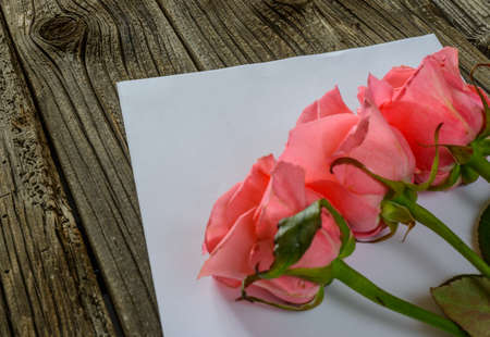 Three pink rose blooms in corner over blank white sheet of paper on wood tableの写真素材