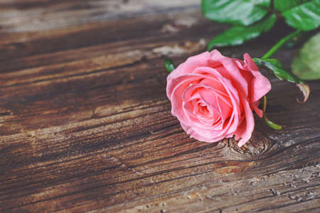 Single fresh pink rose symbolic of love and romance on a rustic wooden table for a sweetheart on Valentines Day, Mothers Day or anniversary, with copy spaceの写真素材