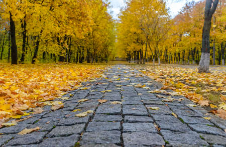 Ground level view on empty stone sidewalk littered with beautiful yellow maple tree leaves covering...