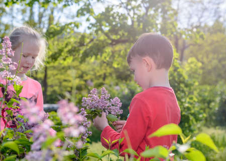 Cute young boy and girl standing outdoors amongst the bushes collecting a bunch of fresh purple lilac flowers for their mother as a giftの写真素材