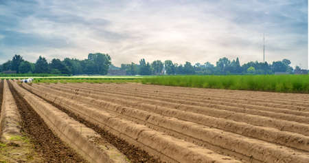 Large field with mounds of earth after having been plowed by forest and other untouched plotsの写真素材