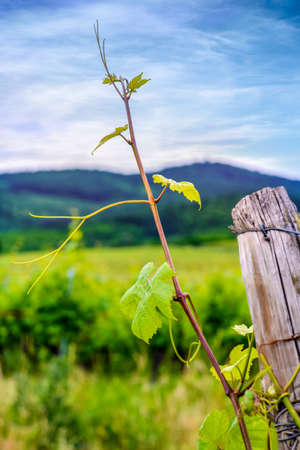Close up on the weathered wooden poles supporting trellised green leafed vines in a vineyard in spring or summerの写真素材
