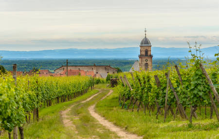 Rural farm track meandering through a summer vineyard towards a distant town or village with church steeple in a scenic rural landscapeのeditorial素材