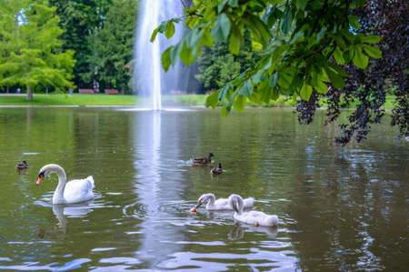 Flock of white mute swans and ducks swimming and foraging in a tranquil lake with an ornamental water fountain in a lush green park with treesの写真素材