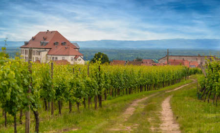 Rural farm track meandering through a summer vineyard towards a distant town or village with church steeple in a scenic rural landscapeのeditorial素材