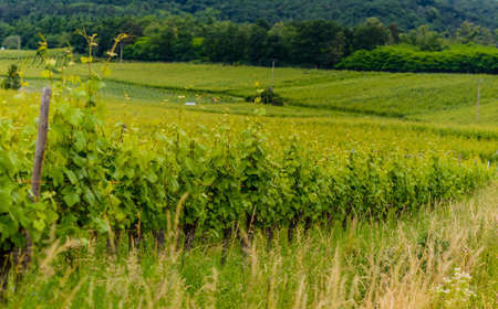 Leafy green trellised vines in a winery vineyard supported on old wooden poles in a close up view in a concept of wine making and viticultureの写真素材