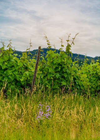 Leafy green trellised vines in a winery vineyard supported on old wooden poles in a close up view in a concept of wine making and viticultureの写真素材