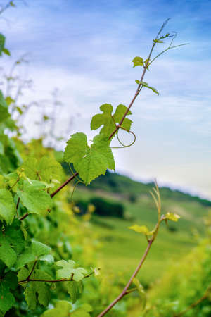 Close up on the weathered wooden poles supporting trellised green leafed vines in a vineyard in spring or summerの写真素材